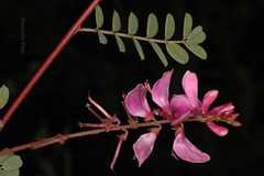 Hedysarum kumaonense